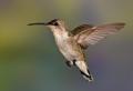 Alpine Hummingbirds-2774.jpg